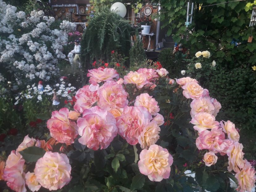  - TRANDAFIRI POMISORI -2025 -