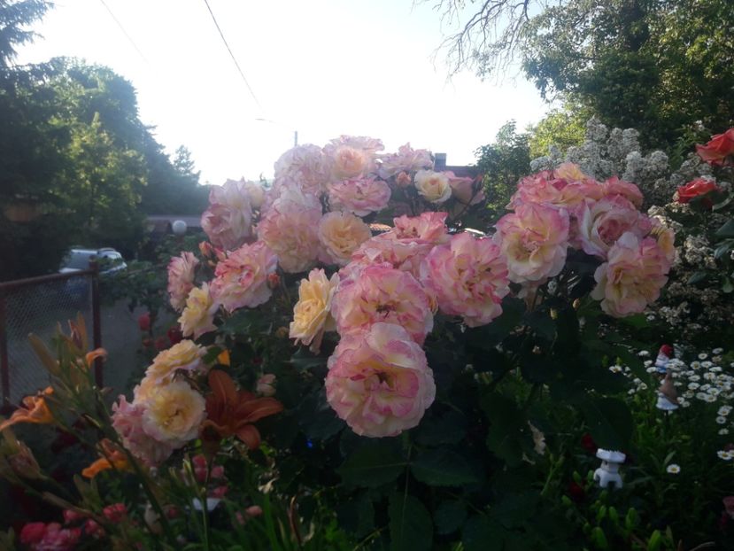  - TRANDAFIRI POMISORI -2025 -