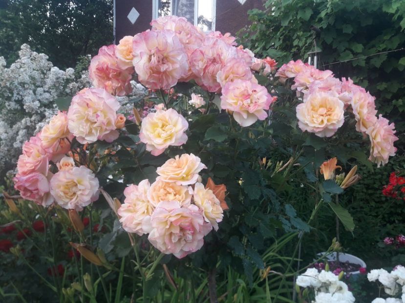  - TRANDAFIRI POMISORI -2025 -