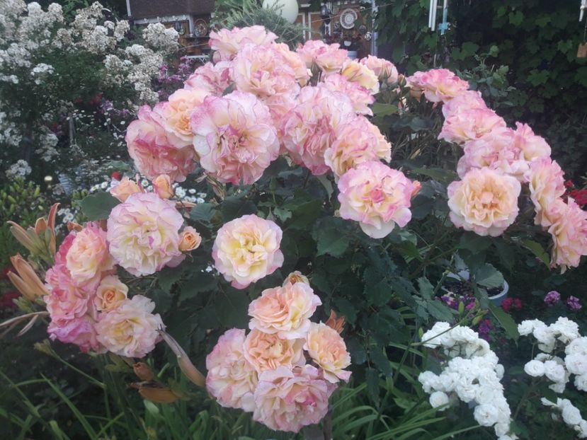  - TRANDAFIRI POMISORI -2025 -