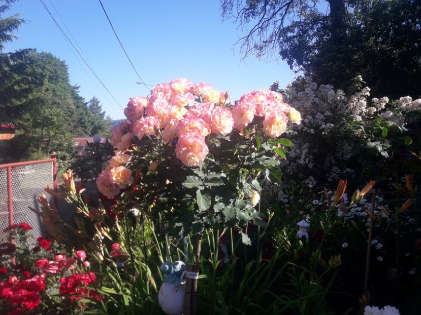  - TRANDAFIRI POMISORI -2025 -