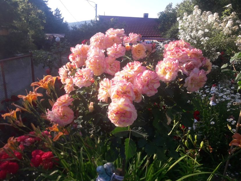  - TRANDAFIRI POMISORI -2025 -