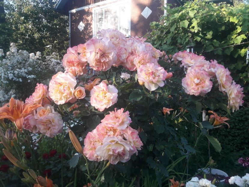  - TRANDAFIRI POMISORI -2025 -