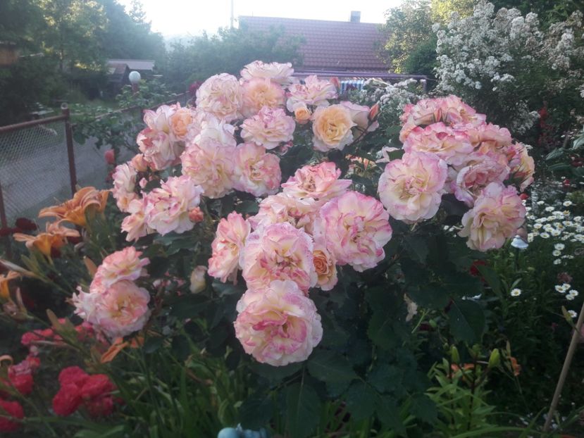  - TRANDAFIRI POMISORI -2025 -