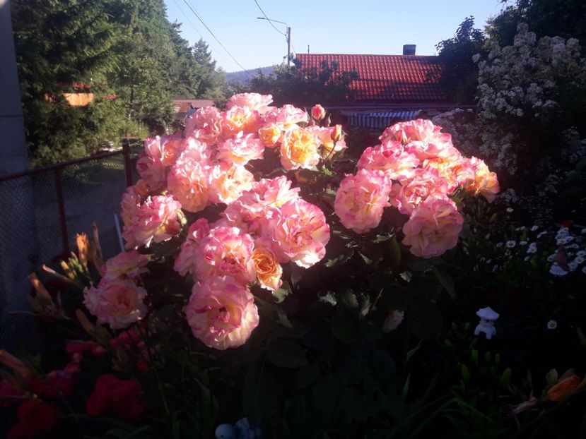  - TRANDAFIRI POMISORI -2025 -