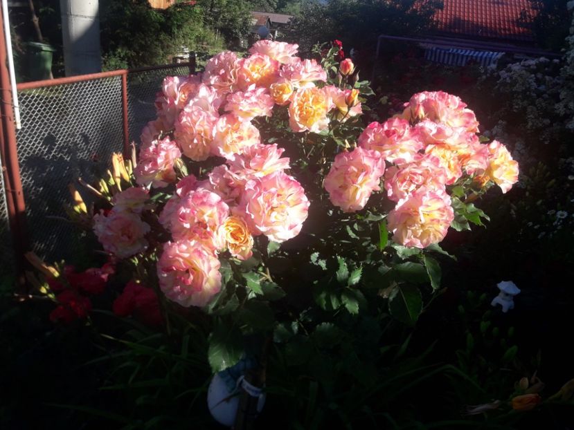  - TRANDAFIRI POMISORI -2025 -