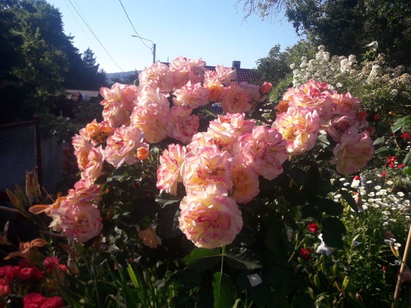  - TRANDAFIRI POMISORI -2025 -