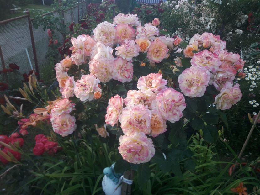  - TRANDAFIRI POMISORI -2025 -