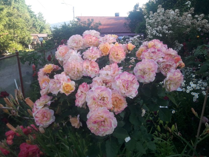  - TRANDAFIRI POMISORI -2025 -