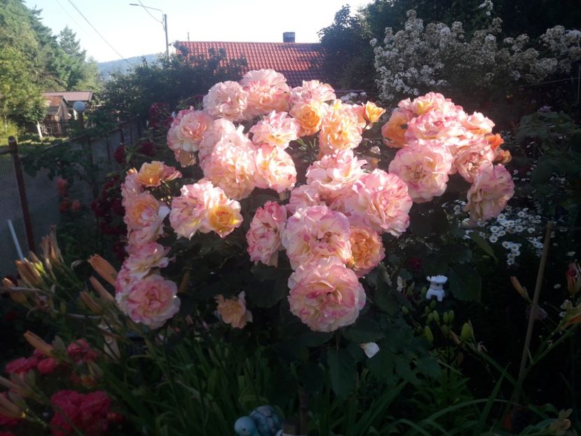  - TRANDAFIRI POMISORI -2025 -