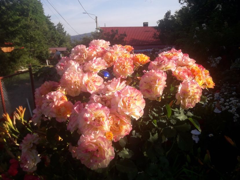  - TRANDAFIRI POMISORI -2025 -