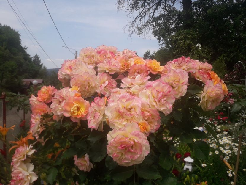  - TRANDAFIRI POMISORI -2025 -