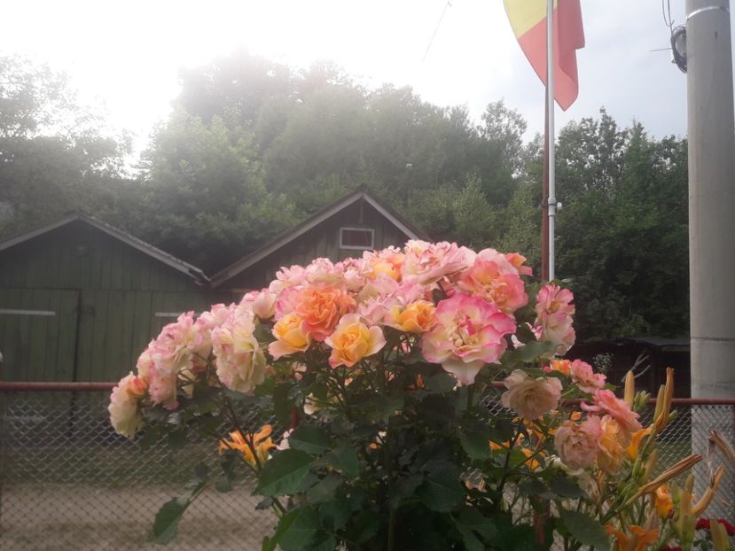  - TRANDAFIRI POMISORI -2025 -