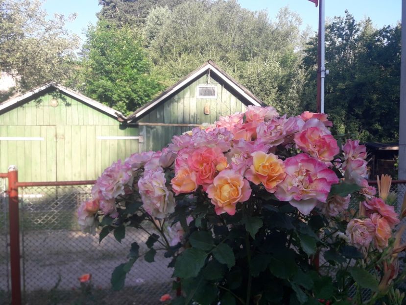  - TRANDAFIRI POMISORI -2025 -