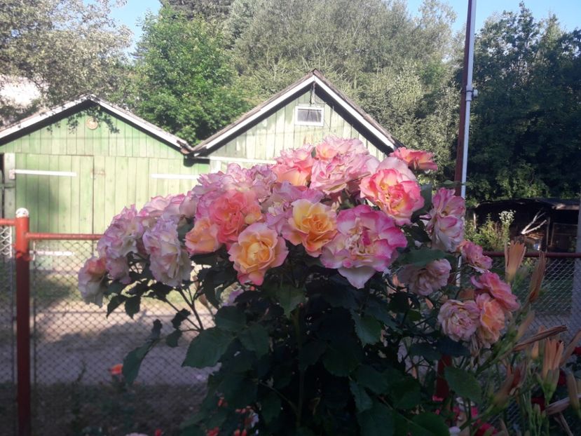  - TRANDAFIRI POMISORI -2025 -