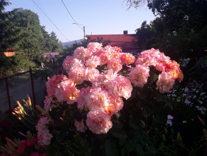  - TRANDAFIRI POMISORI -2025 -