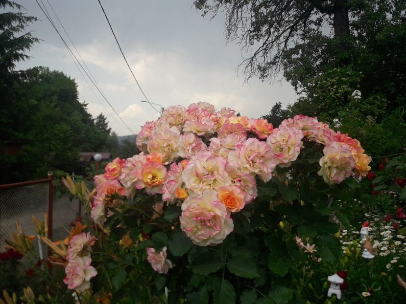  - TRANDAFIRI POMISORI -2025 -