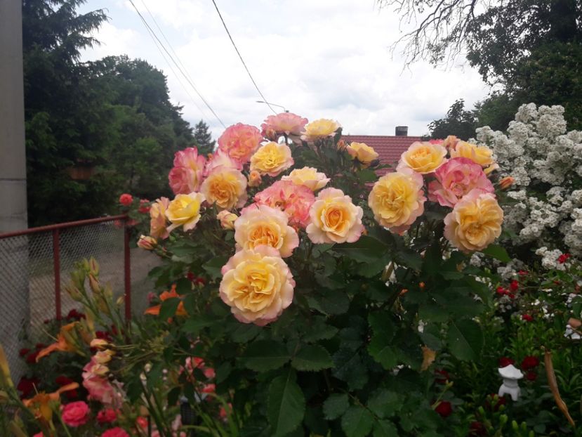  - TRANDAFIRI POMISORI -2025 -