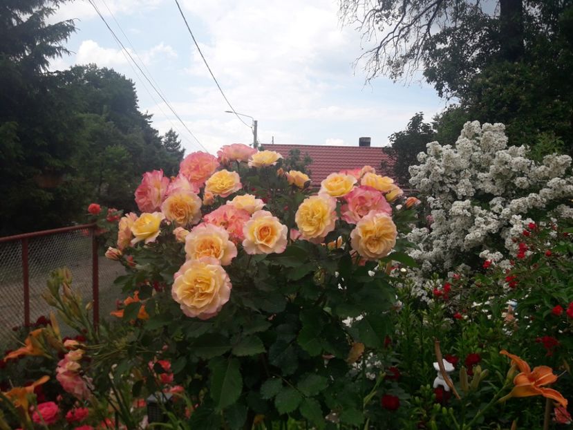  - TRANDAFIRI POMISORI -2025 -