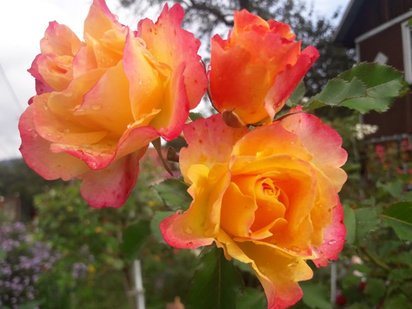  - TRANDAFIRI POMISORI -2025 -