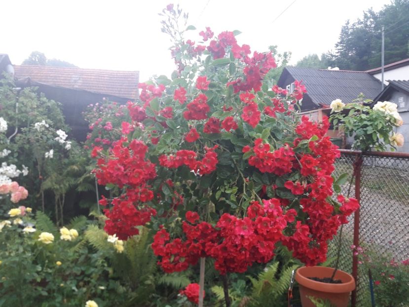  - TRANDAFIRI POMISORI -2025 -