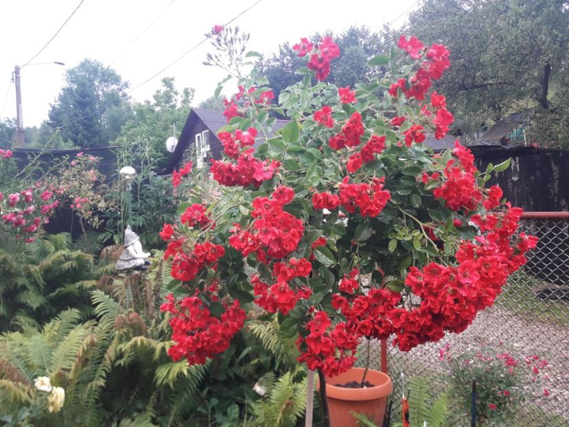  - TRANDAFIRI POMISORI -2025 -