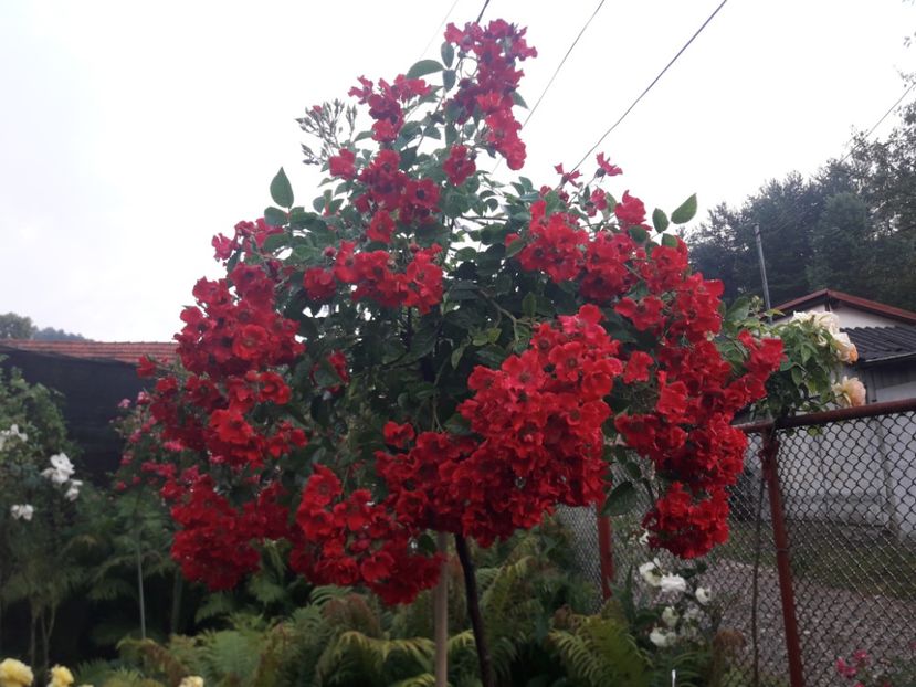  - TRANDAFIRI POMISORI -2025 -