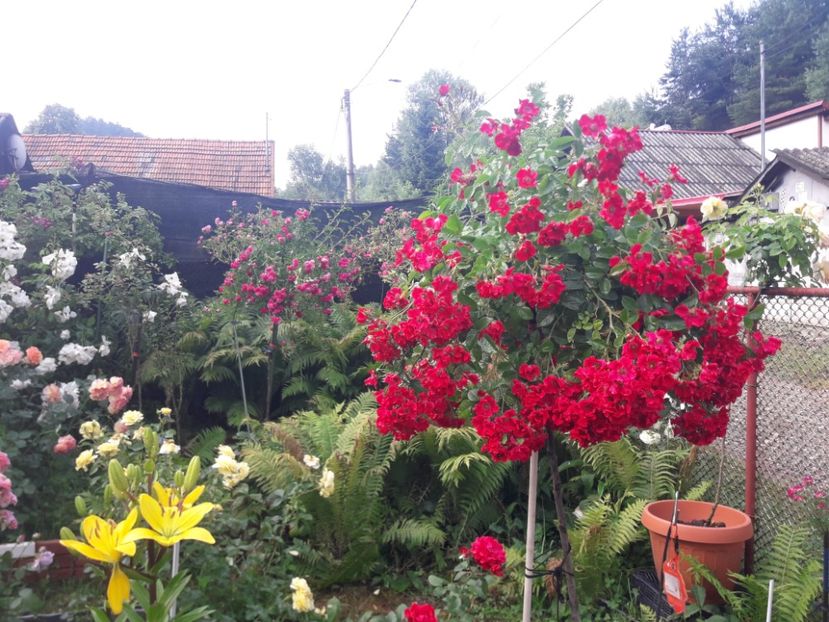  - TRANDAFIRI POMISORI -2025 -