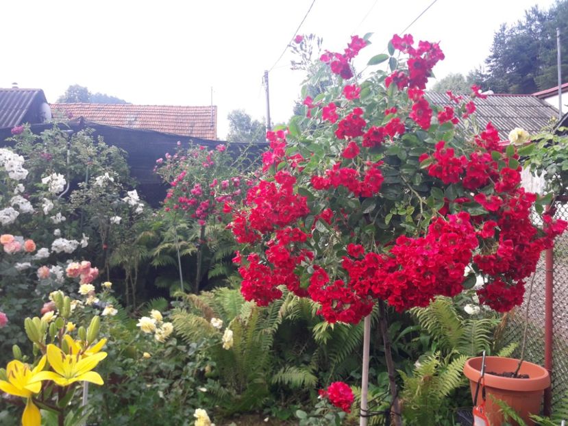  - TRANDAFIRI POMISORI -2025 -