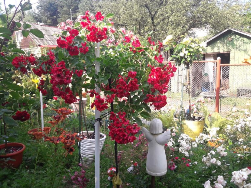  - TRANDAFIRI POMISORI -2025 -