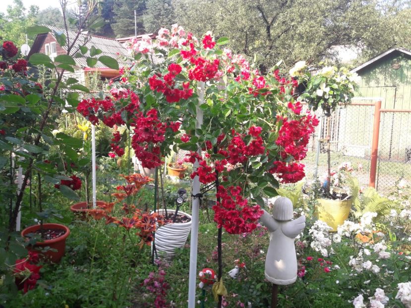  - TRANDAFIRI POMISORI -2025 -