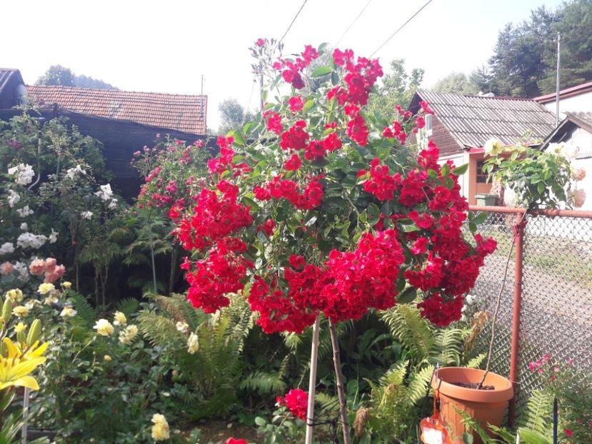  - TRANDAFIRI POMISORI -2025 -