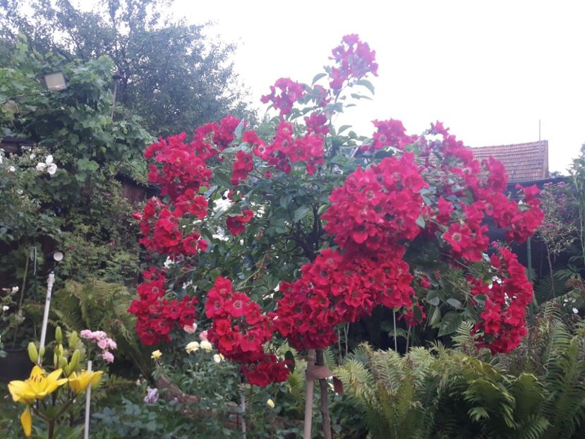  - TRANDAFIRI POMISORI -2025 -