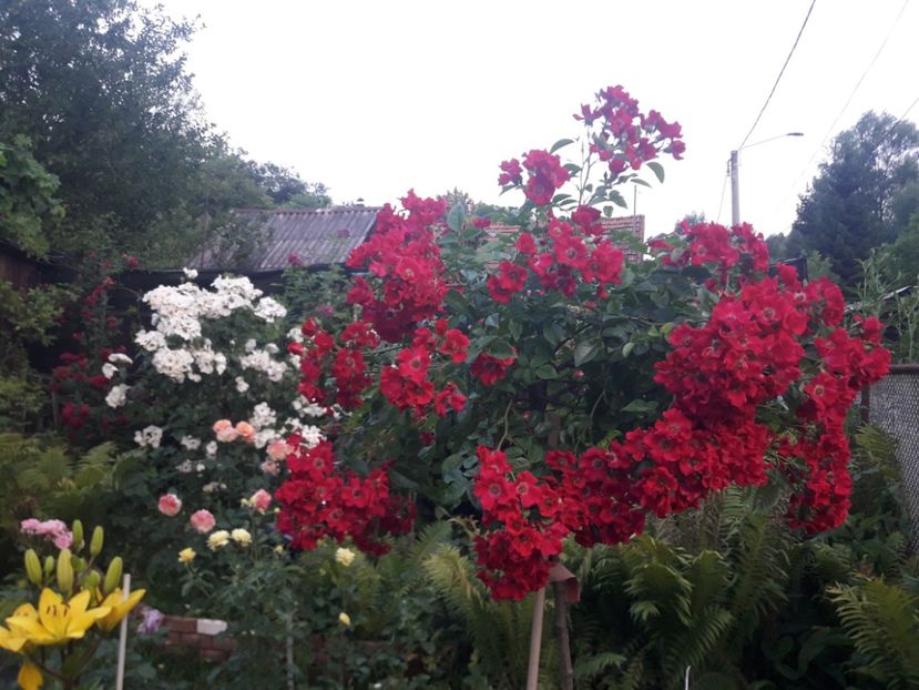  - TRANDAFIRI POMISORI -2025 -