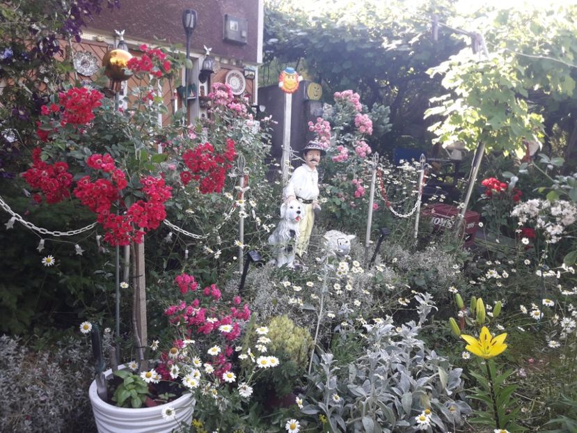  - TRANDAFIRI POMISORI -2025 -