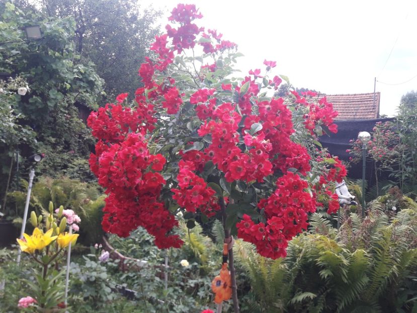  - TRANDAFIRI POMISORI -2025 -