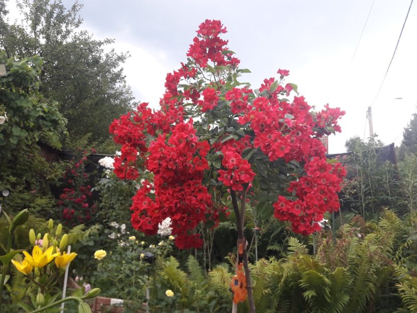  - TRANDAFIRI POMISORI -2025 -