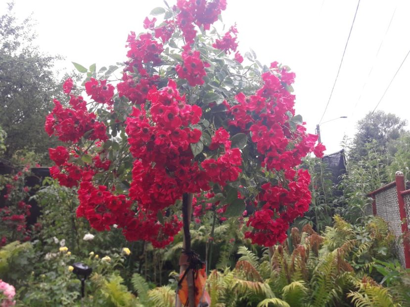  - TRANDAFIRI POMISORI -2025 -