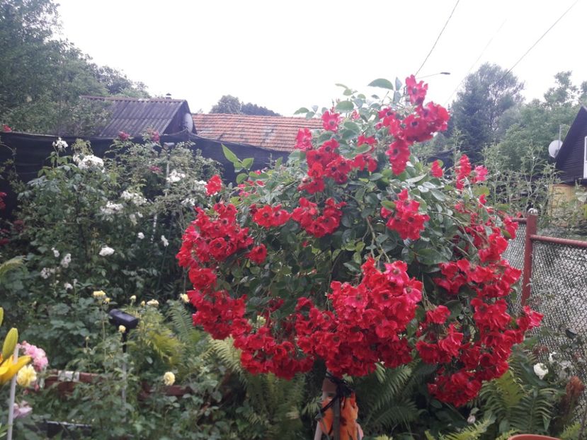  - TRANDAFIRI POMISORI -2025 -