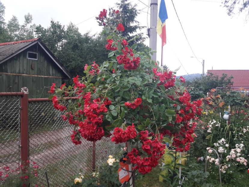  - TRANDAFIRI POMISORI -2025 -