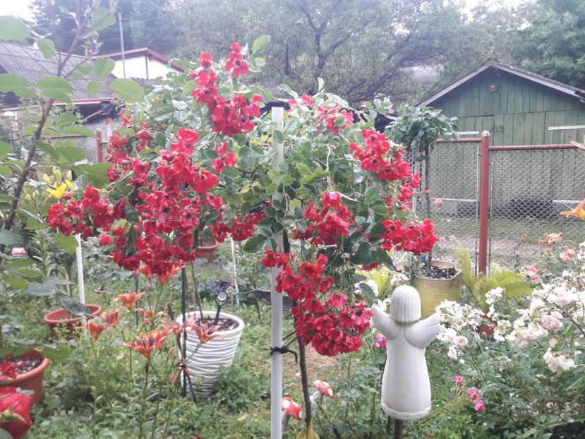  - TRANDAFIRI POMISORI -2025 -