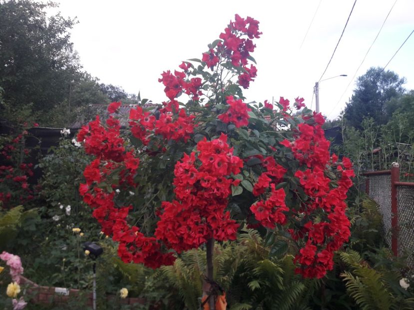  - TRANDAFIRI POMISORI -2025 -