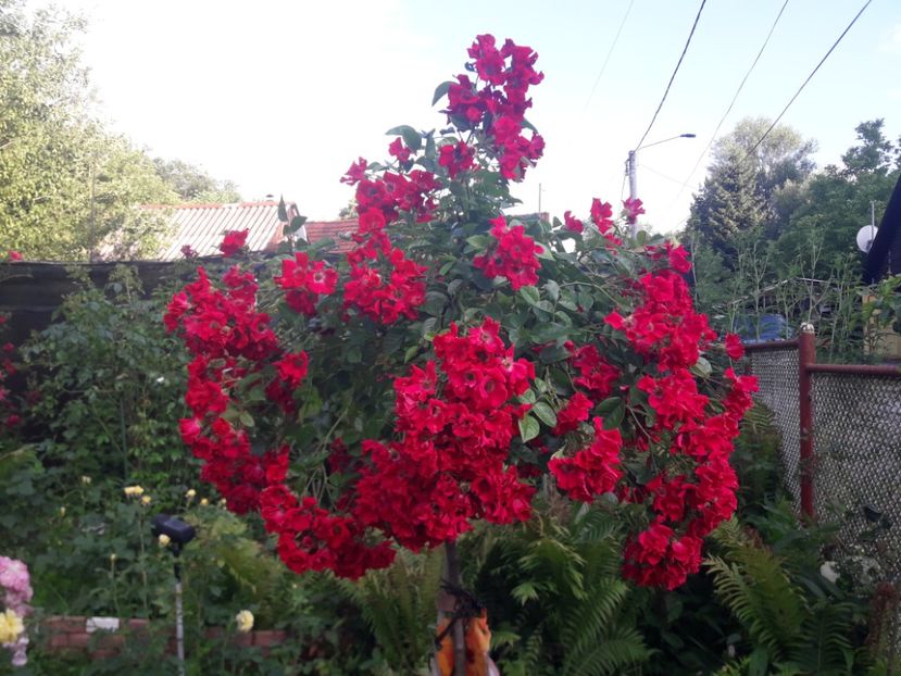  - TRANDAFIRI POMISORI -2025 -