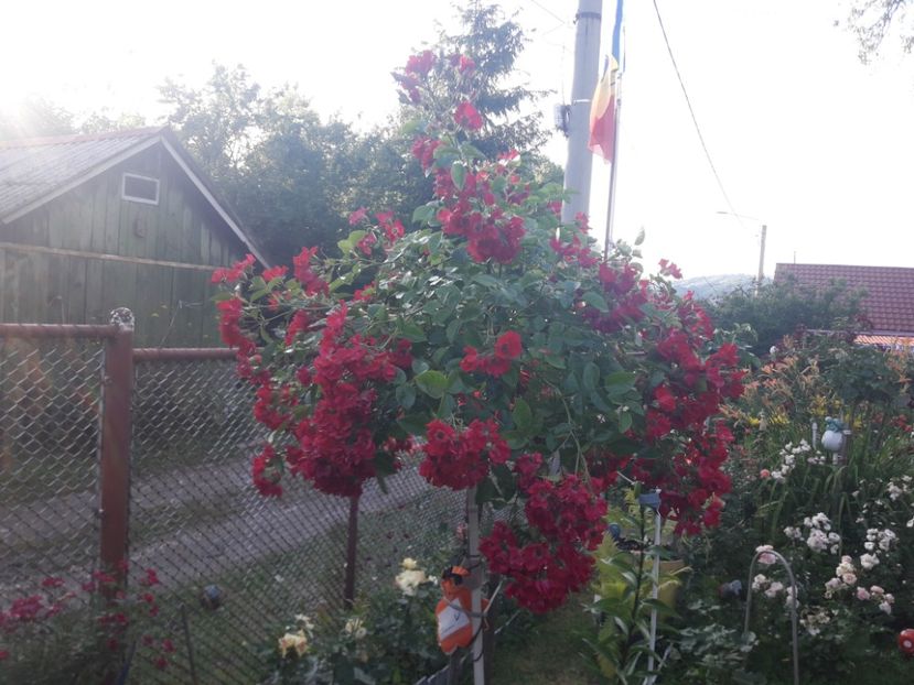  - TRANDAFIRI POMISORI -2025 -