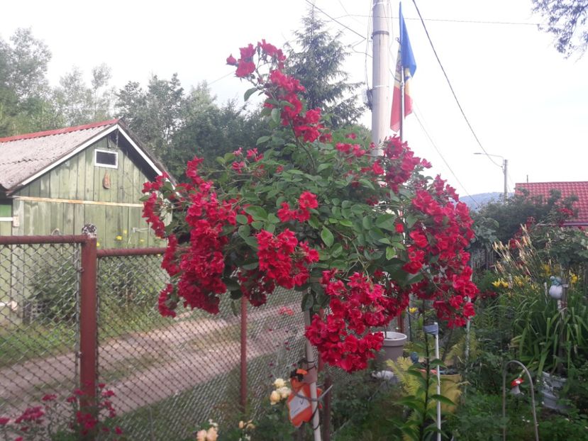  - TRANDAFIRI POMISORI -2025 -