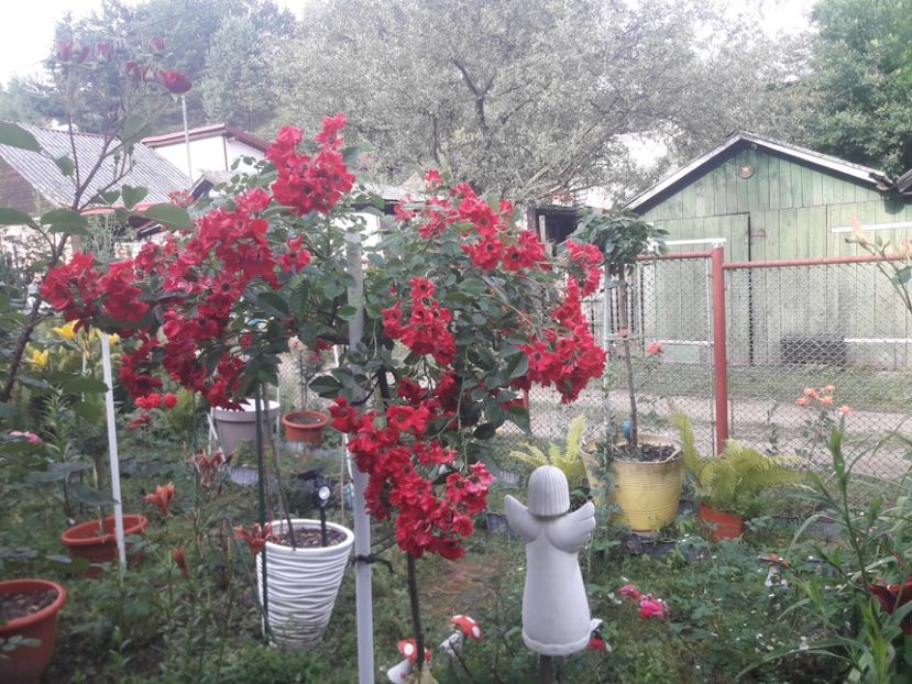  - TRANDAFIRI POMISORI -2025 -