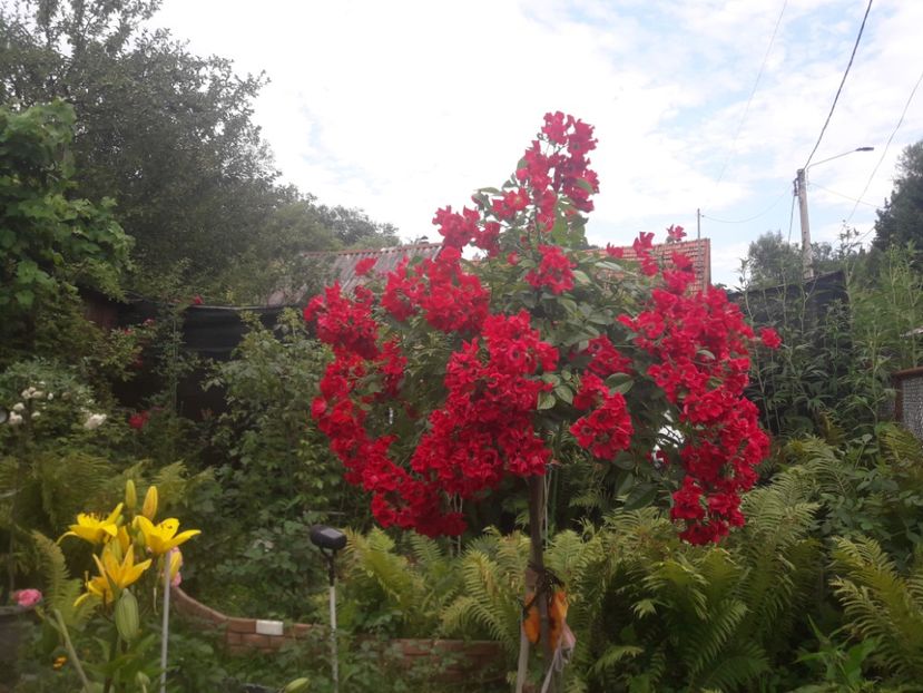  - TRANDAFIRI POMISORI -2025 -