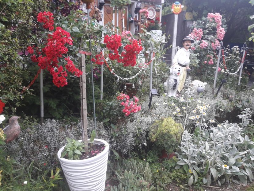  - TRANDAFIRI POMISORI -2025 -