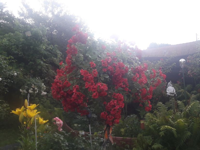  - TRANDAFIRI POMISORI -2025 -