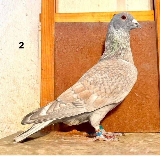  - Nu îmi aparțin 11